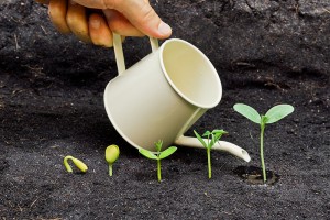 Image of a hand holding a small watering can, pouring water onto small growing sprouts